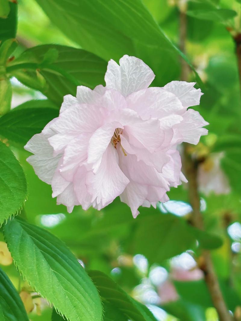 樱花花蕊什么形状?走进樱花的微观世界,解锁园艺之美 如何观察樱花花蕊?