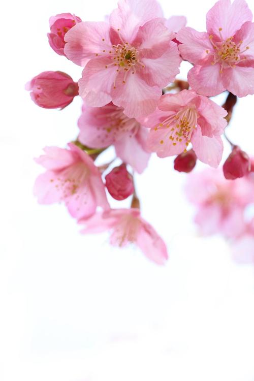 樱花花蕊什么形状?走进樱花的微观世界,解锁园艺之美 一点小建议