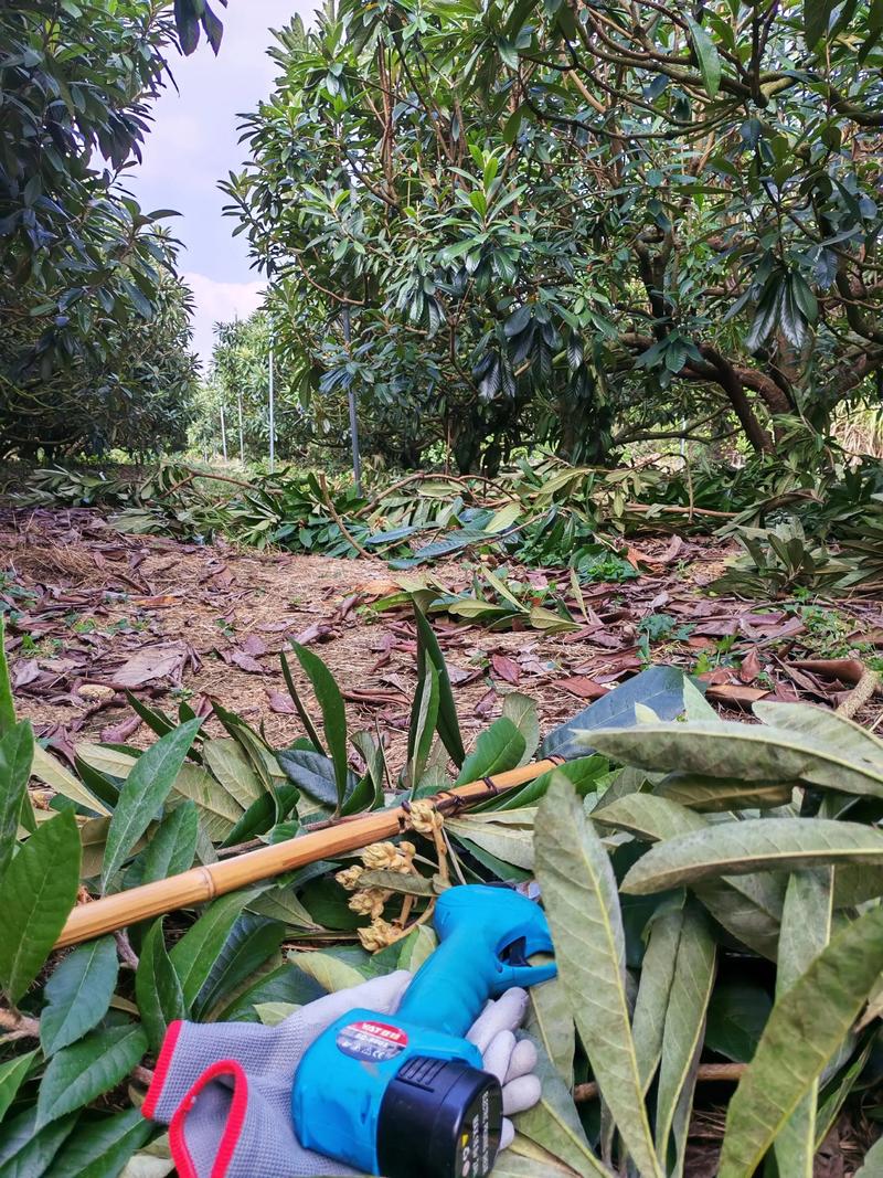 枇杷树修剪时间及修剪技术要点全攻略 枇杷树修剪时间及修剪技术要点全攻略