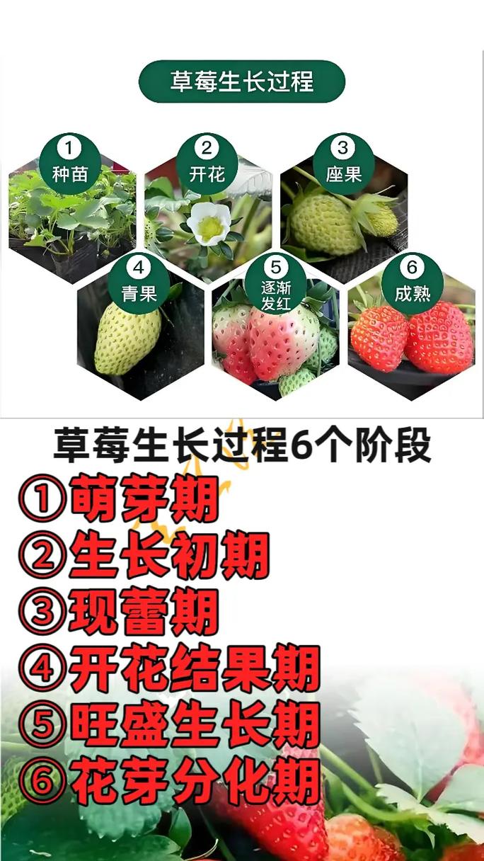 二、不同气候区域的栽种时间调整