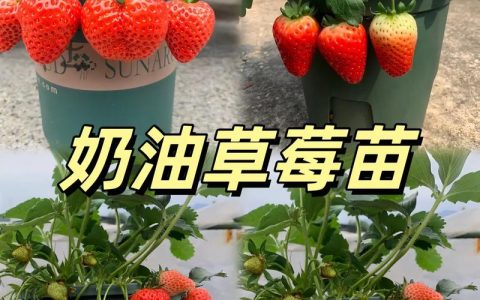 草莓苗什么时候栽？掌握最佳时机，收获甜蜜果实