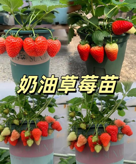 草莓苗什么时候栽？掌握最佳时机，收获甜蜜果实