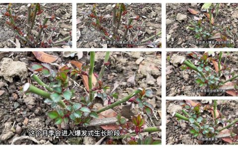 月季施肥时机全攻略：什么时候施肥最合适？