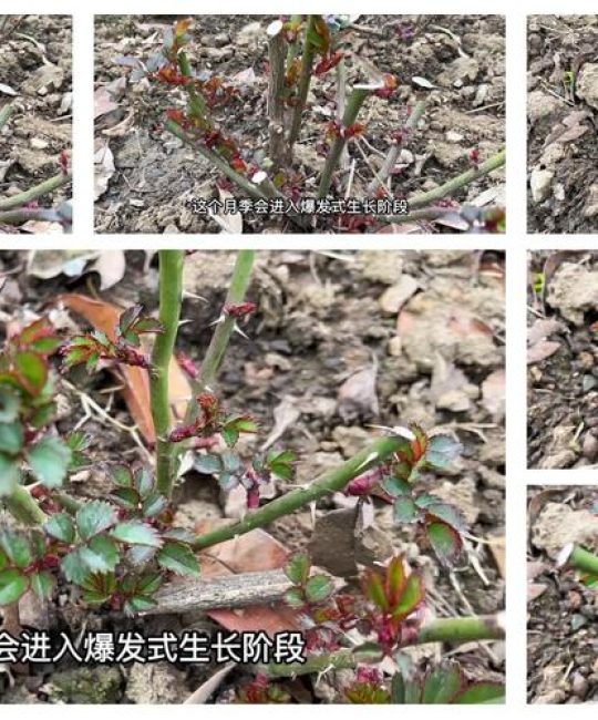 月季施肥时机全攻略：什么时候施肥最合适？