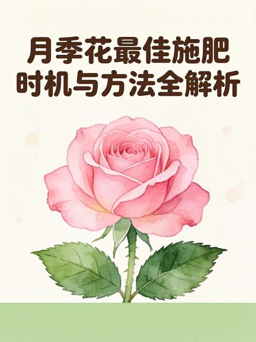 月季施肥时机全攻略:什么时候施肥最合适? 盆栽/地栽选择决策