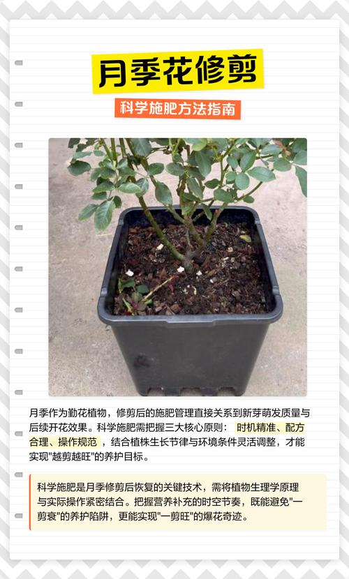 月季施肥时机全攻略:什么时候施肥最合适? 总结:三个核心可执行动作