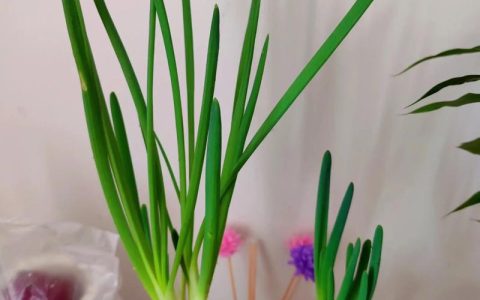 洋葱怎么种才高产？家庭农场正确种植方法指南