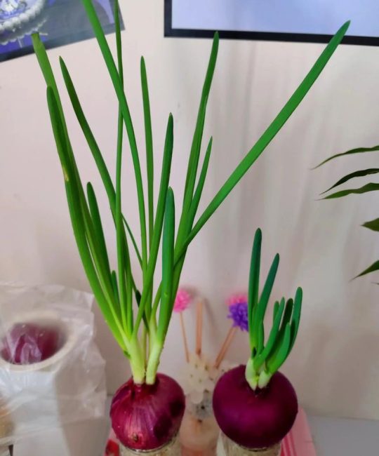 洋葱怎么种才高产？家庭农场正确种植方法指南