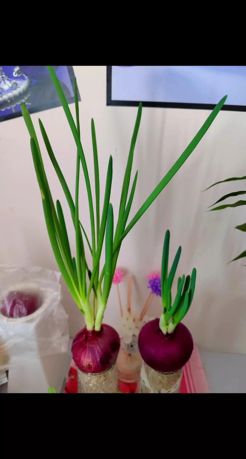 洋葱怎么种才高产?家庭农场正确种植方法指南 洋葱怎么种才高产?家庭农场正确种植方法指南