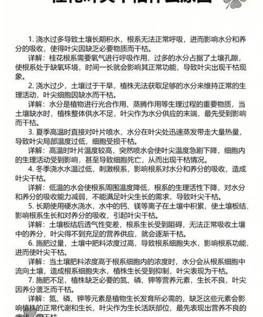 桂花叶尖发黄干枯怎么办？5个原因及解决方法