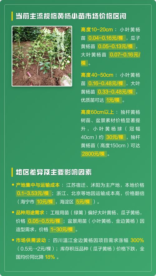 黄杨小苗大概多少钱?2026年最新市场参考价与影响因素解析 采购数量决定优惠幅度