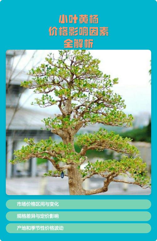 黄杨小苗大概多少钱?2026年最新市场参考价与影响因素解析 咨询指南