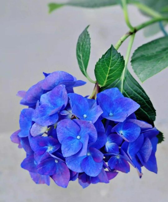 蓝色绣球花代表什么意思？送花寓意、花语与养护要点一次说清