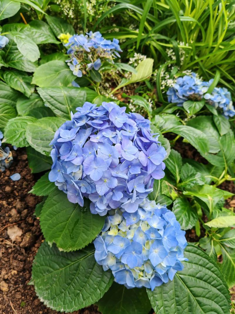 蓝色绣球花代表什么意思?送花寓意、花语与养护要点一次说清 送蓝色绣球花通常代表什么