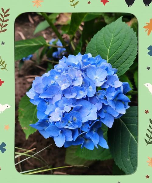 蓝色绣球花代表什么意思?送花寓意、花语与养护要点一次说清 如果自己养,怎么把蓝色养稳