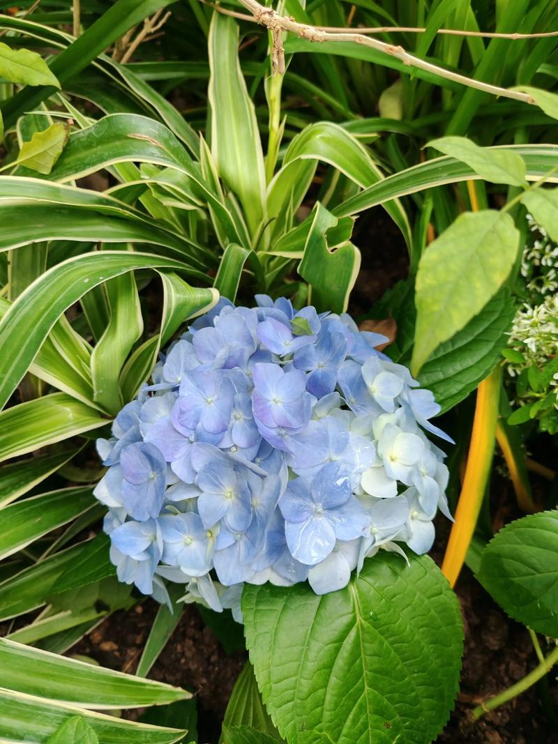 蓝色绣球花代表什么意思?送花寓意、花语与养护要点一次说清 盆栽还是地栽更合适