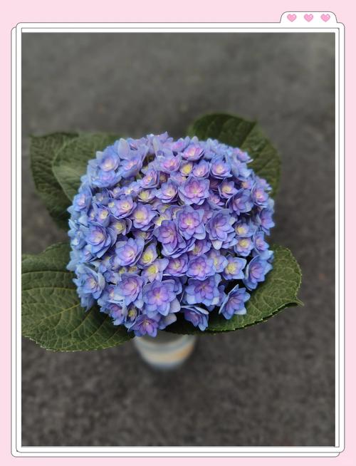 蓝色绣球花代表什么意思?送花寓意、花语与养护要点一次说清 常见误区与纠正