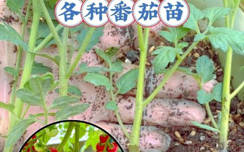 批发西红柿苗多少钱一棵？2025年价格参考与分析