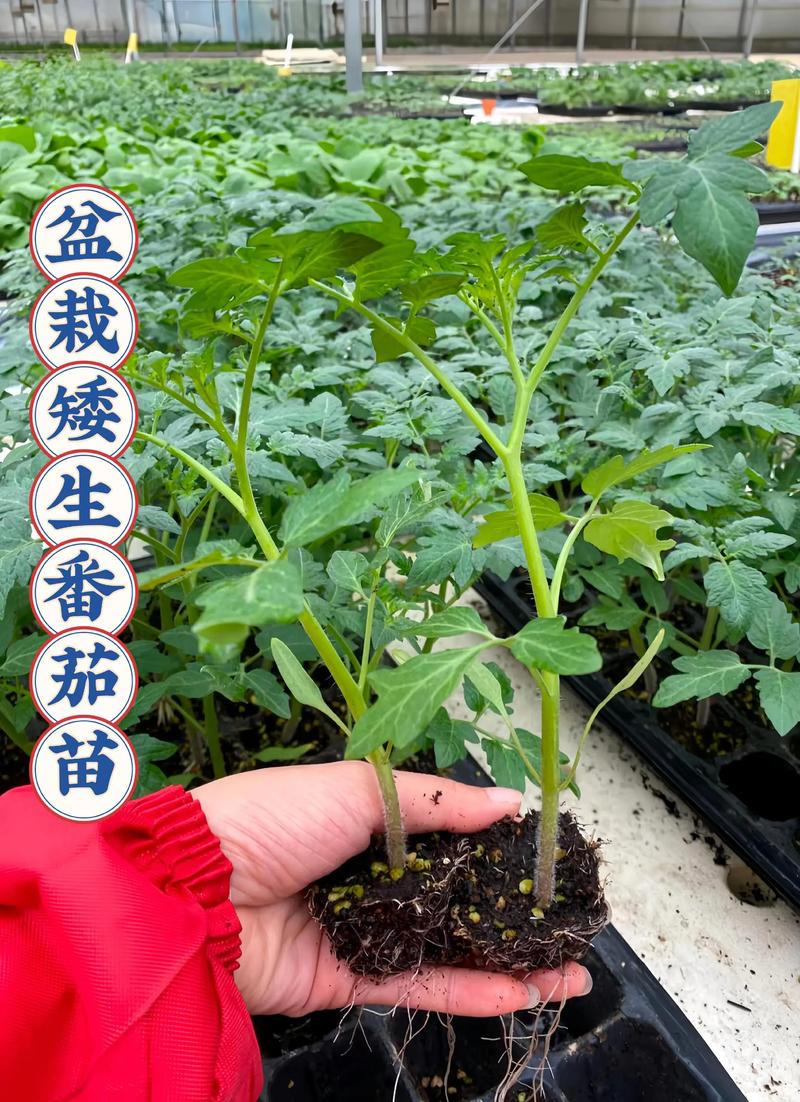 批发西红柿苗多少钱一棵?2025年价格参考与分析 季节:育苗淡旺季价差可达50%