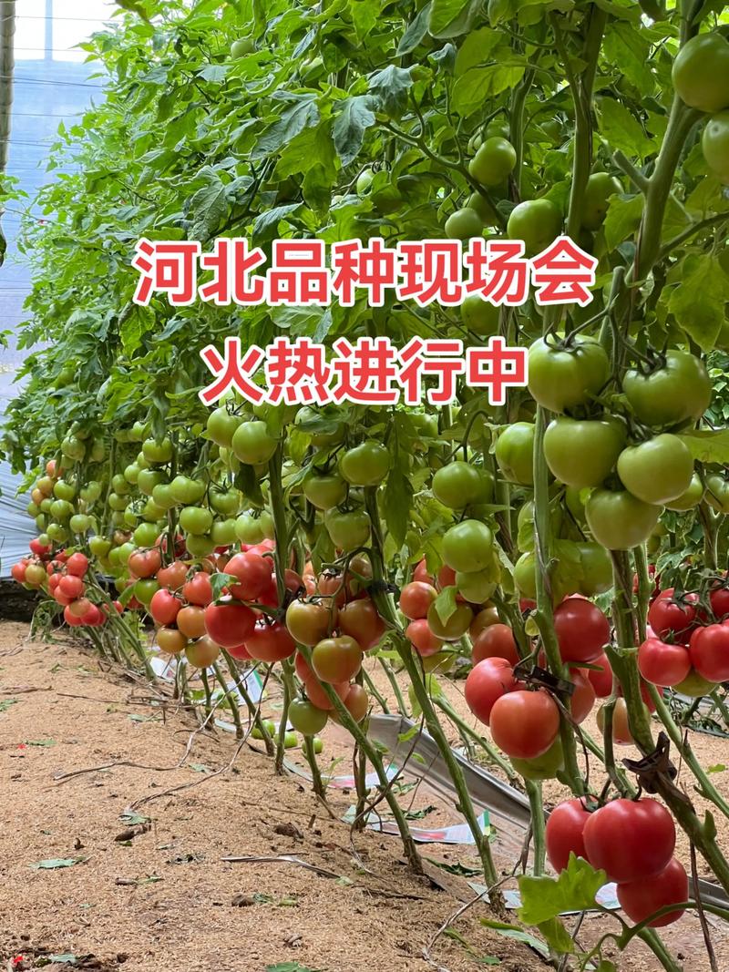 批发西红柿苗多少钱一棵?2025年价格参考与分析 数量:批发阶梯明确,量大从优