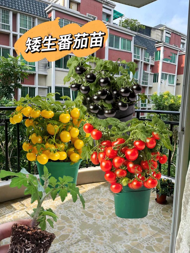 批发西红柿苗多少钱一棵?2025年价格参考与分析 运输:物流成本占比10%–30%