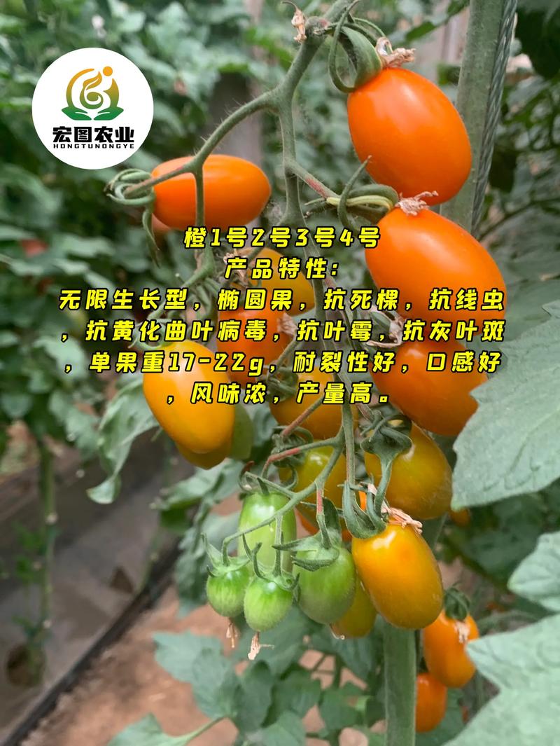 批发西红柿苗多少钱一棵?2025年价格参考与分析 咨询指南