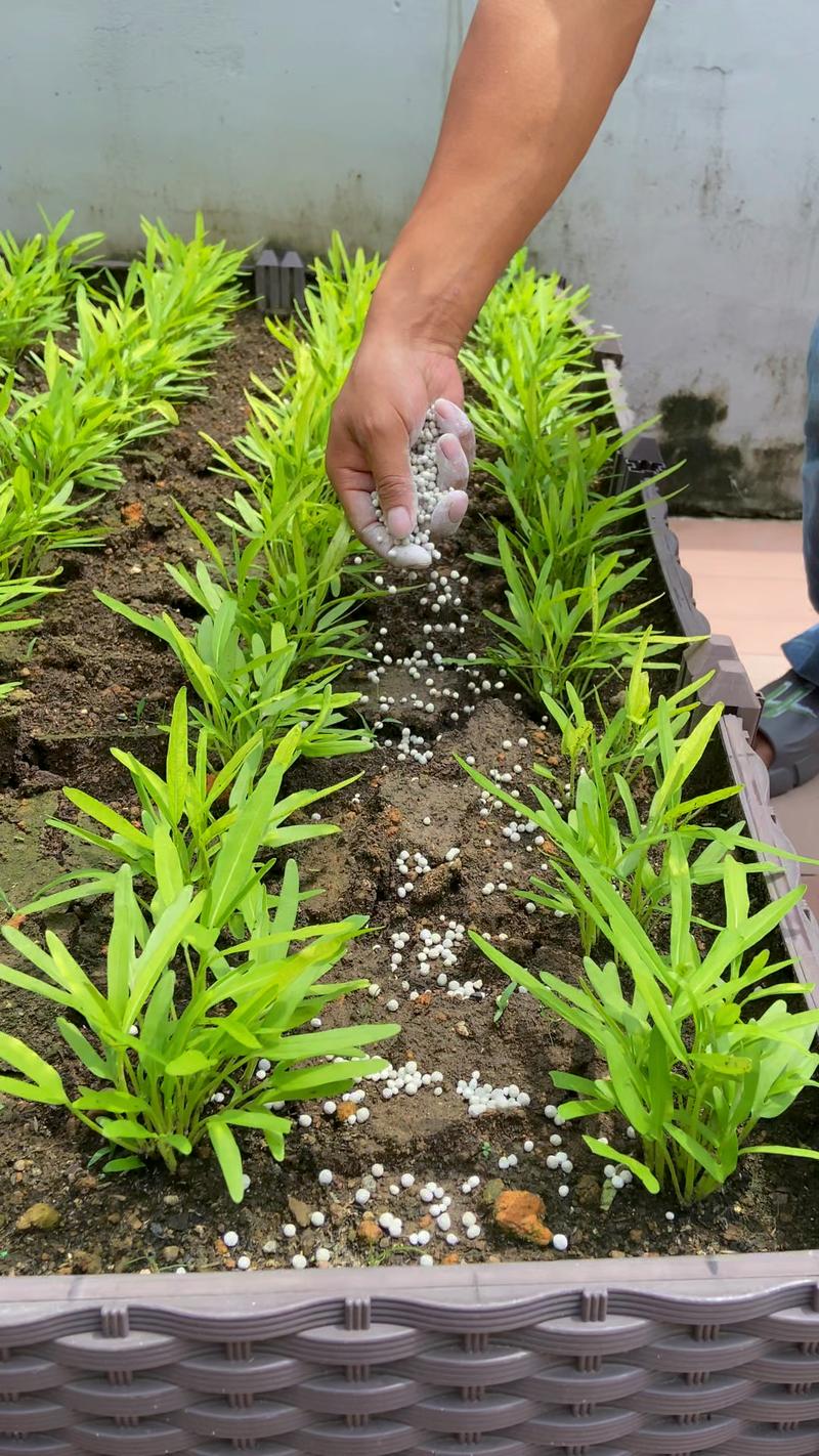 家庭种菜施肥的正确方法:告别“烧苗”,让蔬菜高产又健康 修剪