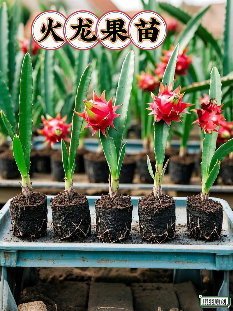 火龙果苗怎么种植盆栽?家庭阳台种植全攻略 四、栽植深度控制