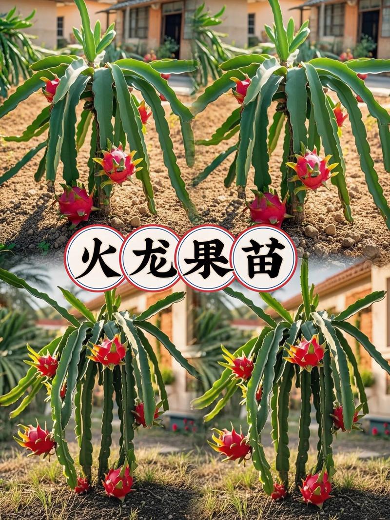 火龙果苗怎么种植盆栽?家庭阳台种植全攻略 五、浇定根水实操