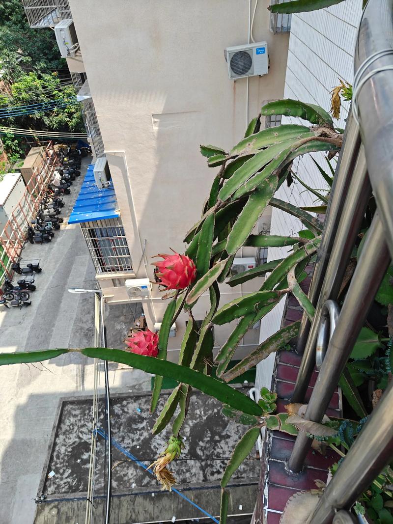 火龙果苗怎么种植盆栽?家庭阳台种植全攻略 七、成活注意事项