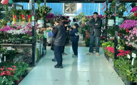 如何寻找并筛选优质绿植批发渠道：从花卉市场到苗圃的实战指南