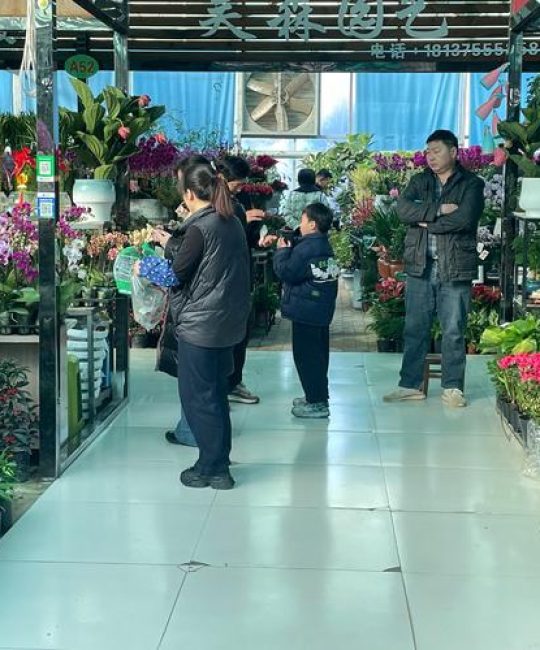 如何寻找并筛选优质绿植批发渠道：从花卉市场到苗圃的实战指南