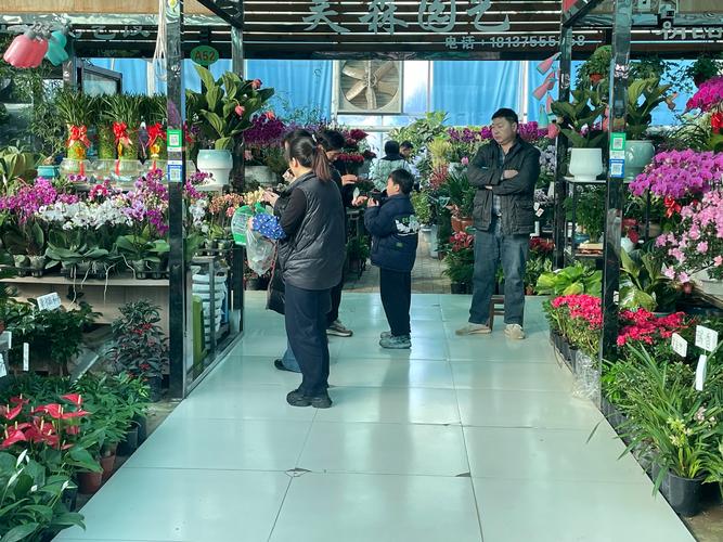 如何寻找并筛选优质绿植批发渠道:从花卉市场到苗圃的实战指南 如何寻找并筛选优质绿植批发渠道:从花卉市场到苗圃的实战指南