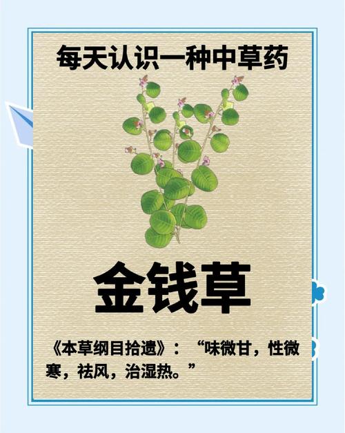 金钱草价格与药用价值全解析:2025年市场参考区间 产地差异