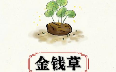 金钱草价格与药用价值全解析：2025年市场参考区间