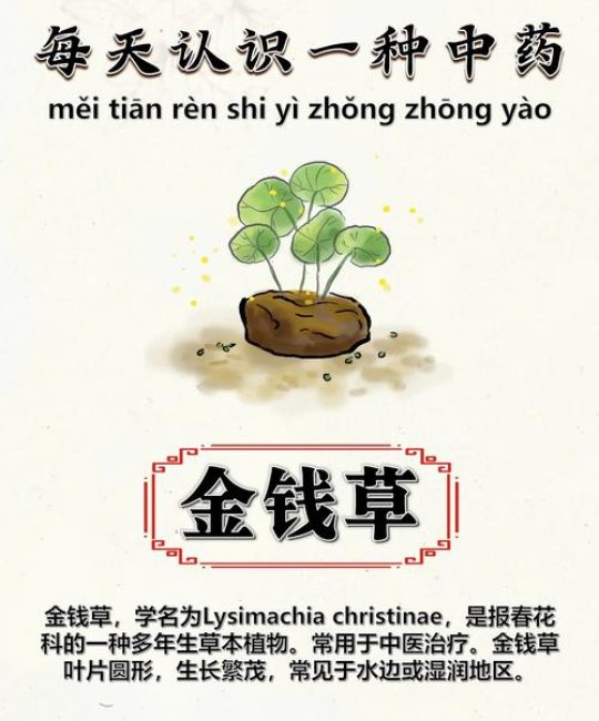 金钱草价格与药用价值全解析：2025年市场参考区间