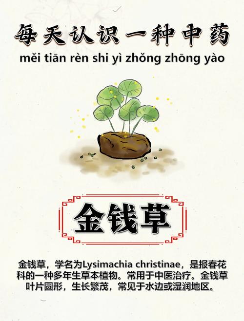 金钱草价格与药用价值全解析:2025年市场参考区间 价格快速参考