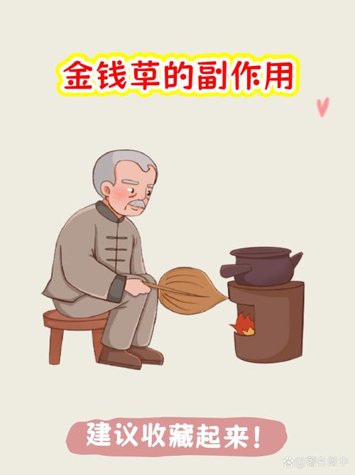 金钱草价格与药用价值全解析:2025年市场参考区间 规格影响价格