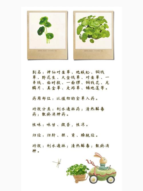 金钱草价格与药用价值全解析:2025年市场参考区间 采购数量