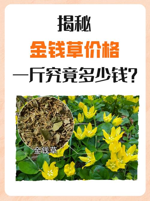 金钱草价格与药用价值全解析:2025年市场参考区间 季节性波动