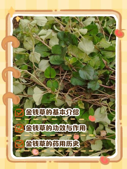 金钱草价格与药用价值全解析:2025年市场参考区间 咨询指南