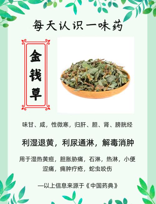 金钱草价格与药用价值全解析:2025年市场参考区间 金钱草的药用价值与安全性常识
