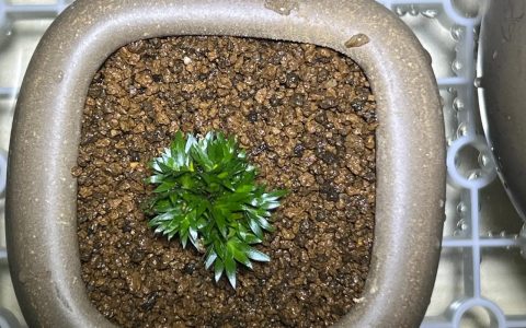 菖蒲"蝉小川"与"贵船苔"是同一品种吗？6维度对比帮你快速选对