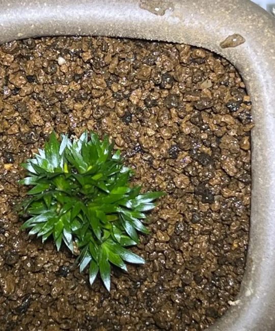 菖蒲”蝉小川”与”贵船苔”是同一品种吗？6维度对比帮你快速选对