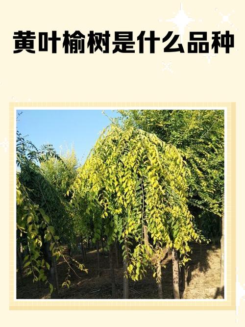 榆树价格参考区间及影响因素全解析 运输因素:物流成本占总成本10%-30%