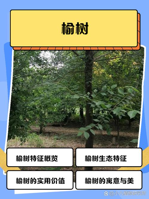 榆树价格参考区间及影响因素全解析 数量因素:批发与零售价差明显