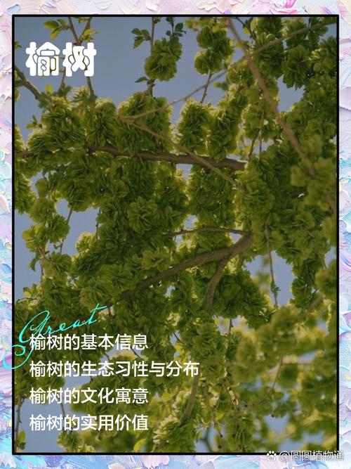 榆树价格参考区间及影响因素全解析 影响因素汇总表