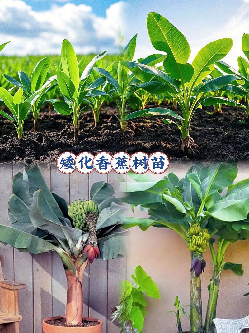 果树苗怎么矮化?四大核心步骤让您早结果、高收益 2026年矮化栽培经济效益显著,亩产与收入双高