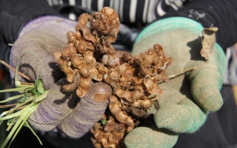 甘草种子多少钱一斤？2025年最新价格与影响因素全解析