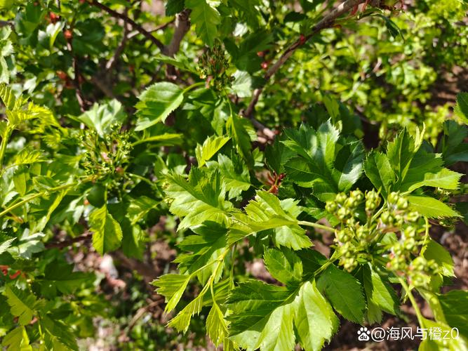 北方庭院适合种什么果树?耐寒品种推荐与种植要点 北方庭院适合种什么果树?耐寒品种推荐与种植要点
